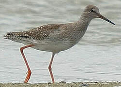 Common Redshank