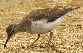 Common Sandpiper