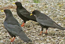 Alpine Chough