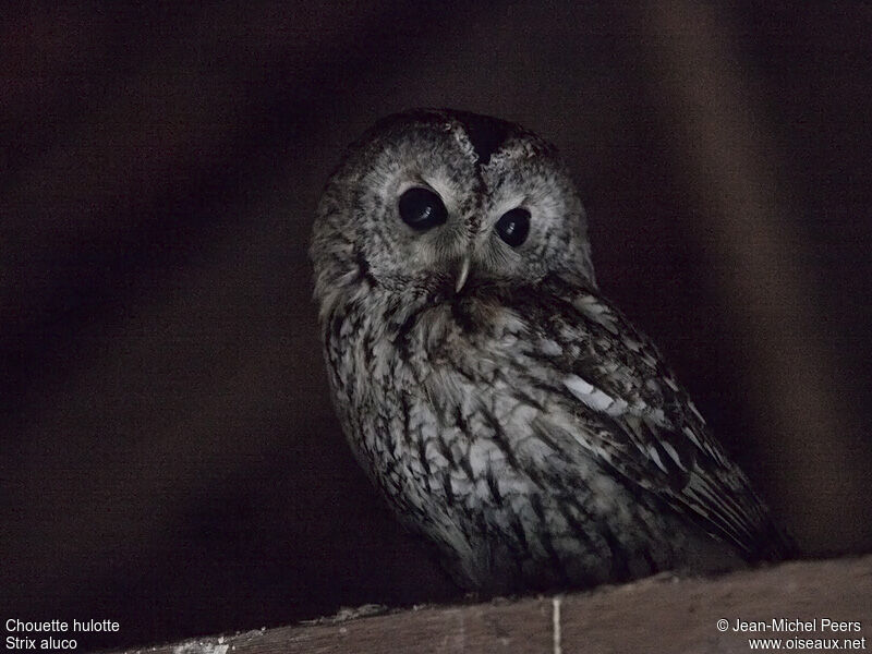 Tawny Owladult, identification