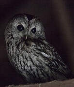 Tawny Owl