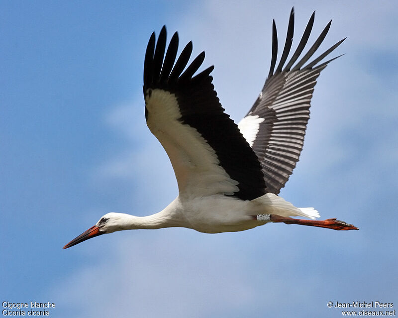 White Storkadult