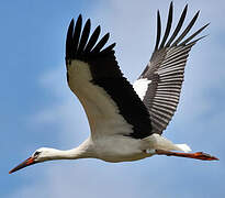 White Stork