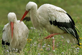 White Stork