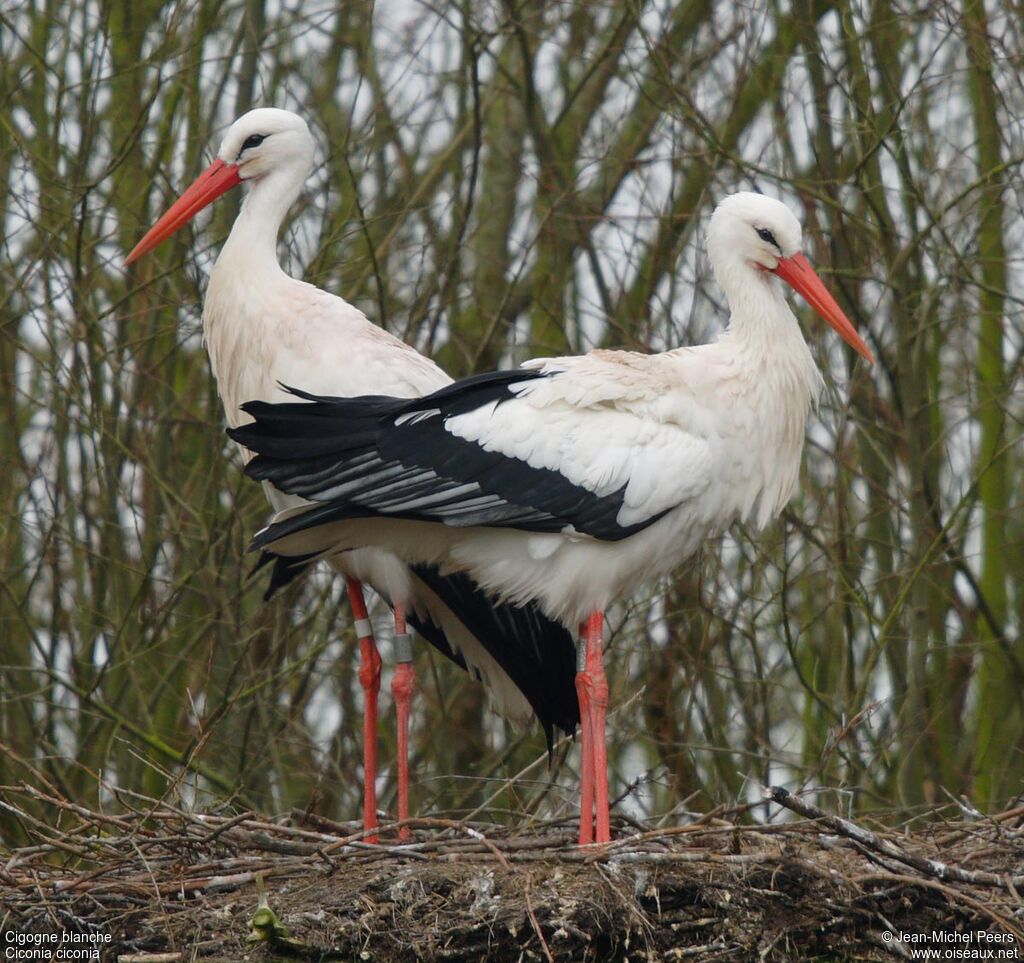 White Stork 