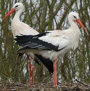 White Stork