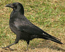 Carrion Crow