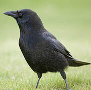 Carrion Crow