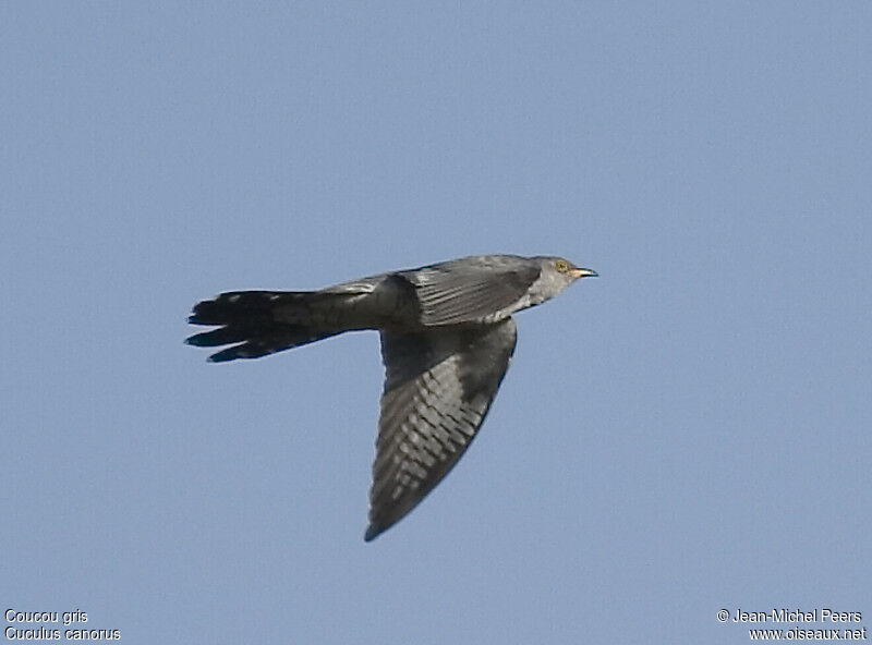 Common Cuckoo male adult