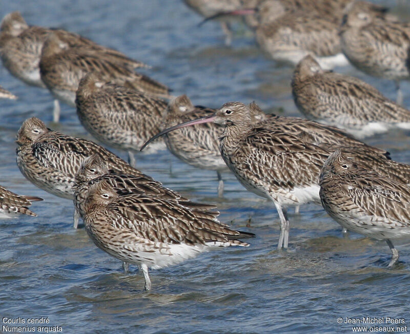 Eurasian Curlewadult