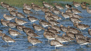 Eurasian Curlew