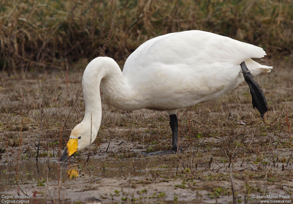 Whooper Swanadult