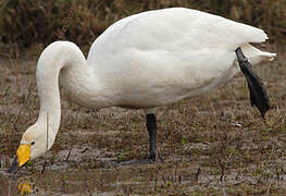 Whooper Swan