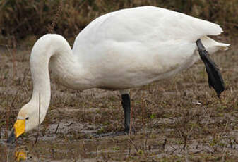 Cygne chanteur