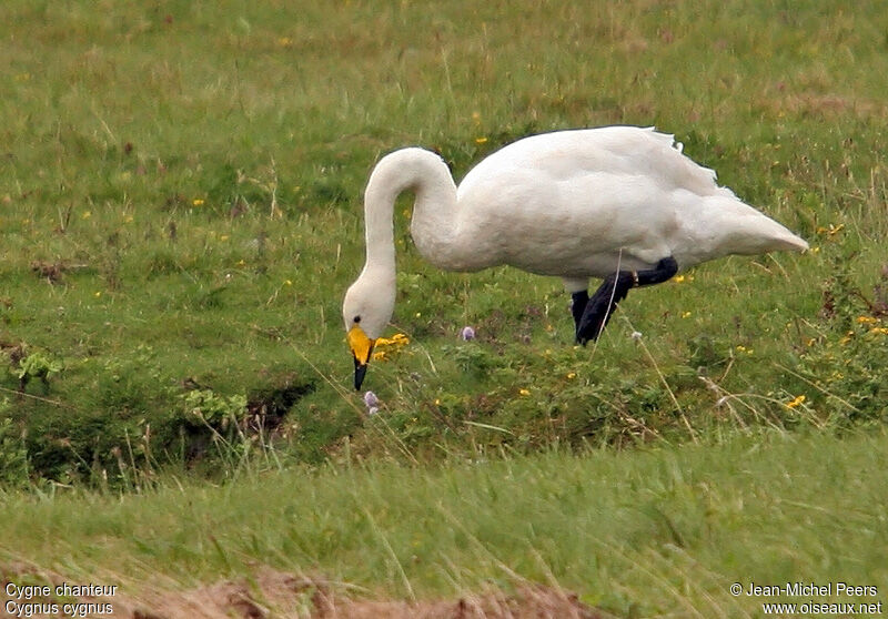 Cygne chanteuradulte