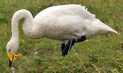 Cygne chanteur