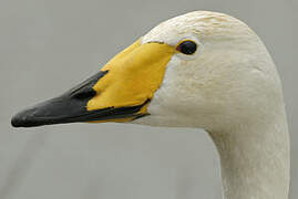 Whooper Swan