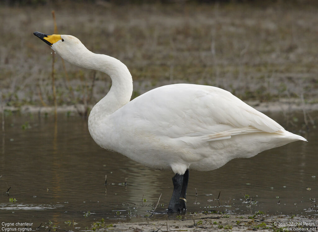 Cygne chanteuradulte