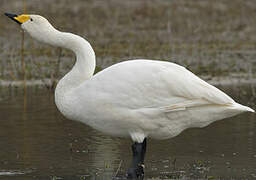 Cygne chanteur