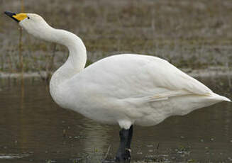 Cygne chanteur