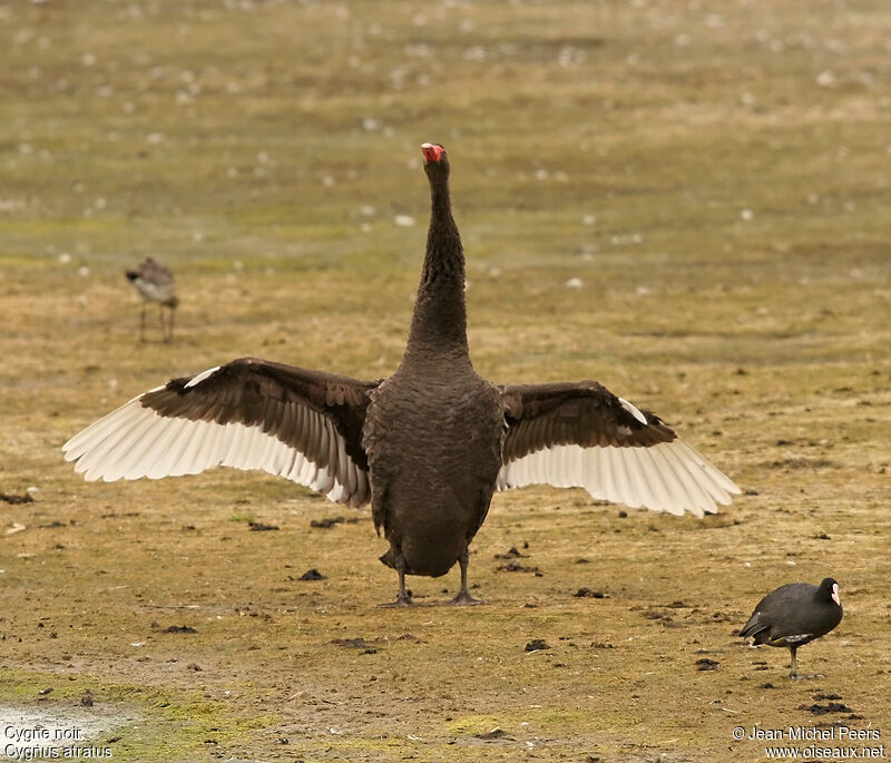 Cygne noiradulte