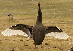 Cygne noir