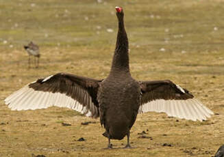 Cygne noir