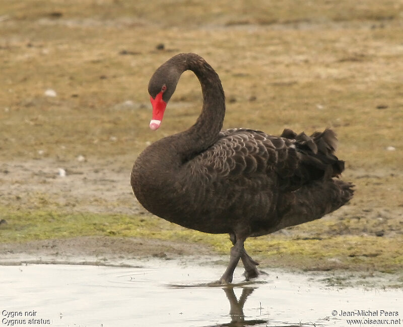 Cygne noiradulte