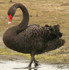 Cygne noir