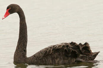 Cygne noir