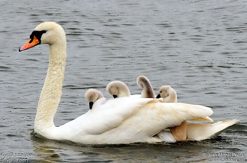 Cygne tuberculé