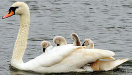 Cygne tuberculé