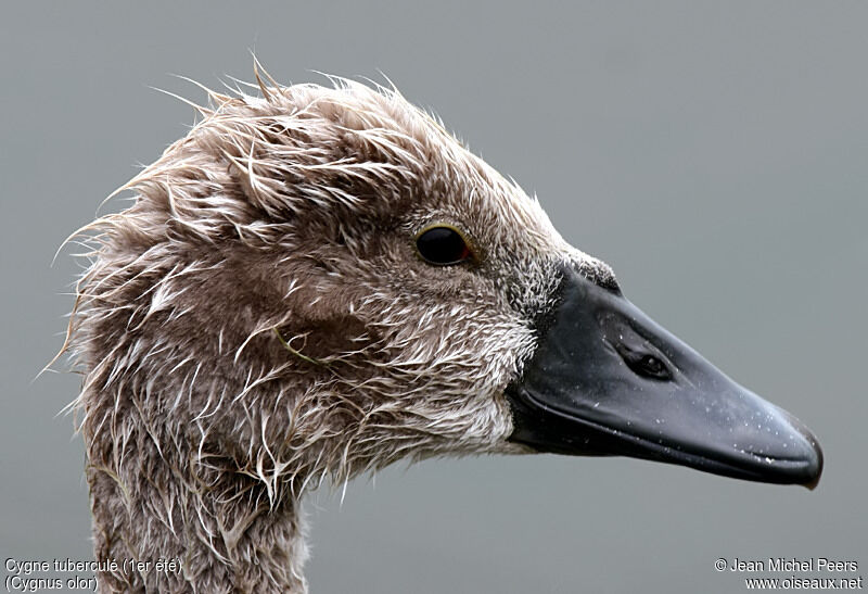 Cygne tuberculéjuvénile