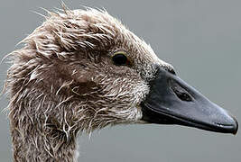 Mute Swan