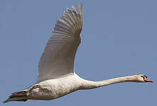 Cygne tuberculé