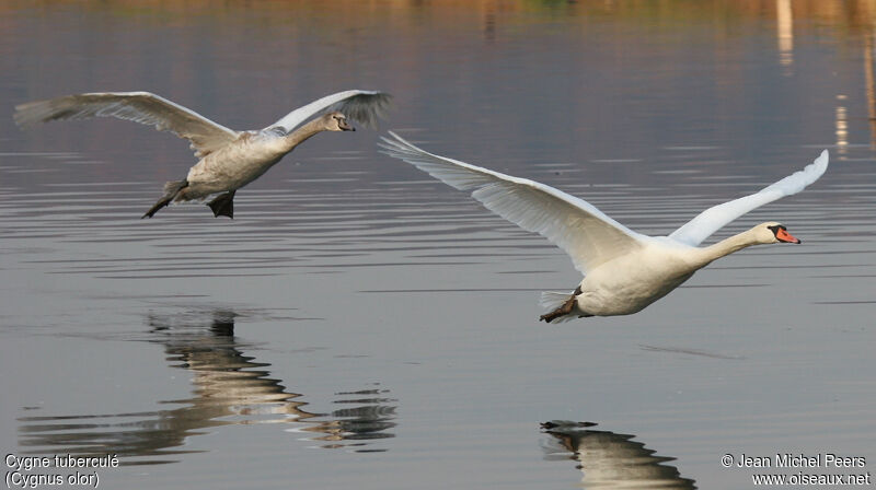 Mute Swan