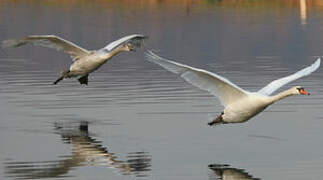 Cygne tuberculé