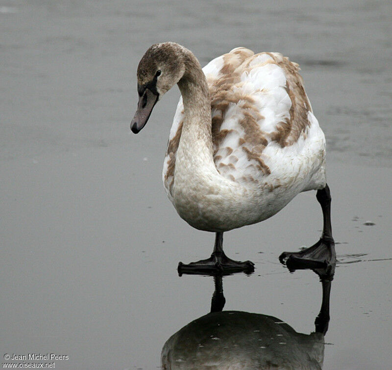 Cygne tuberculé1ère année