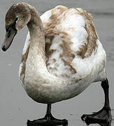 Cygne tuberculé