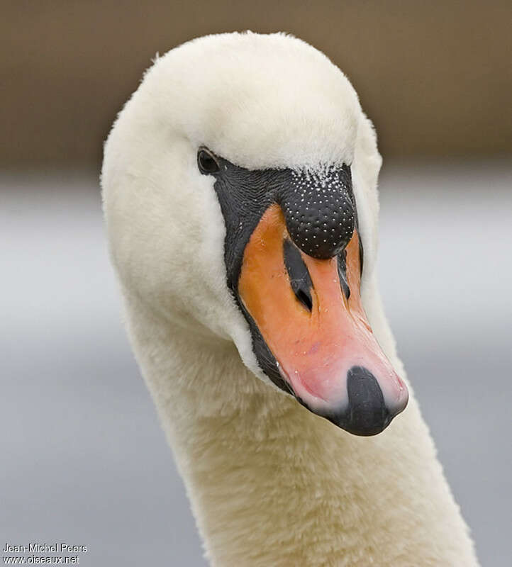 Cygne tuberculé mâle adulte, portrait