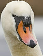 Mute Swan