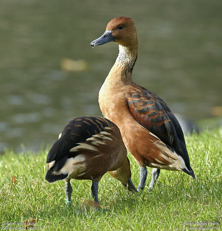 Fulvous Whistling Duck