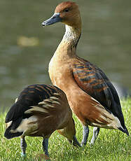 Dendrocygne fauve