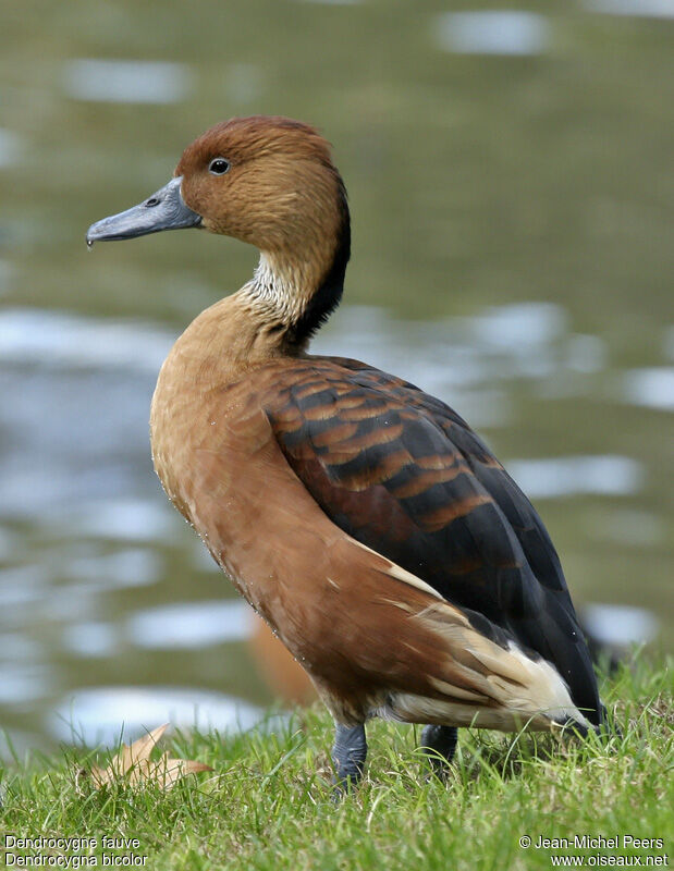 Fulvous Whistling Duck