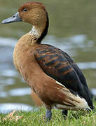 Fulvous Whistling Duck