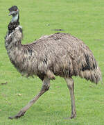 Emu