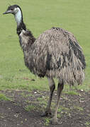 Emu