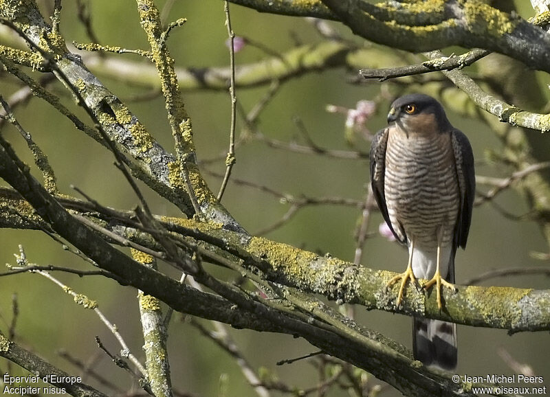 Eurasian Sparrowhawk male adult