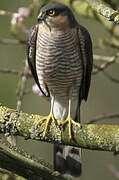 Eurasian Sparrowhawk