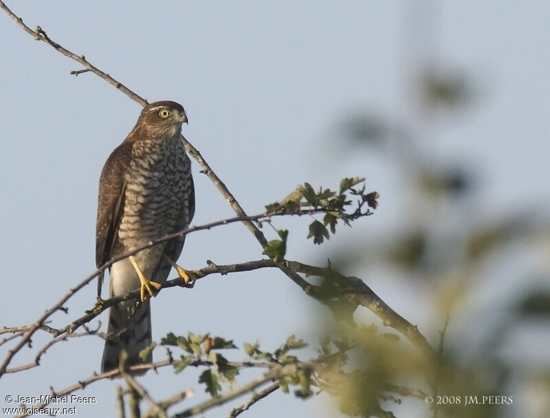 Eurasian Sparrowhawk female adult